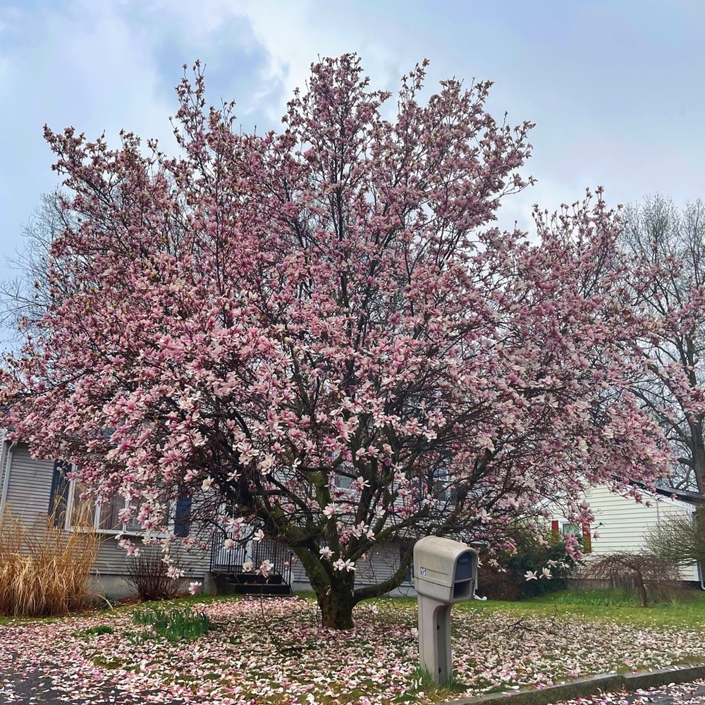 Meet your Posher, Wenting